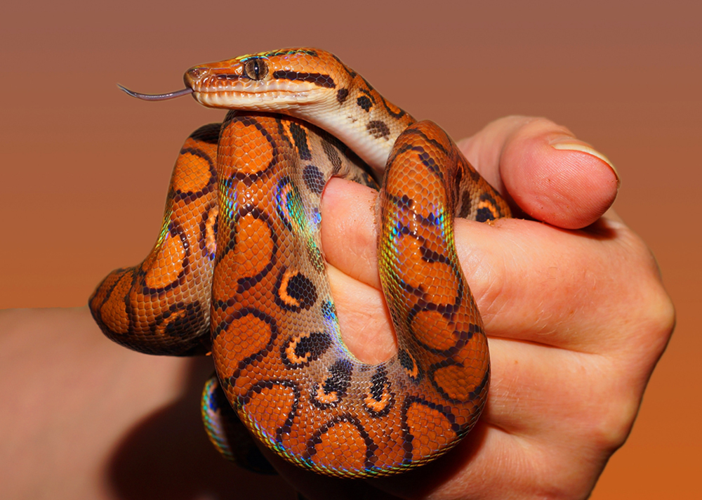 Exotic Snake