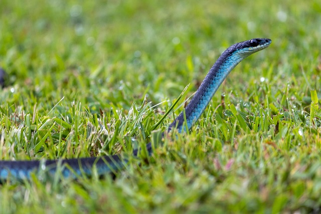 Mildly Venomous Snake