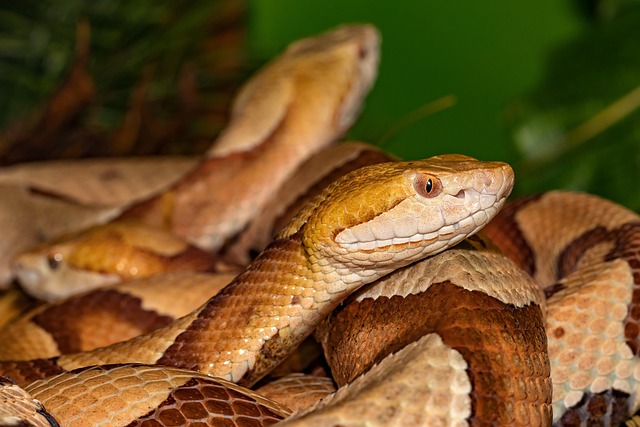 Mildly Venomous Snake