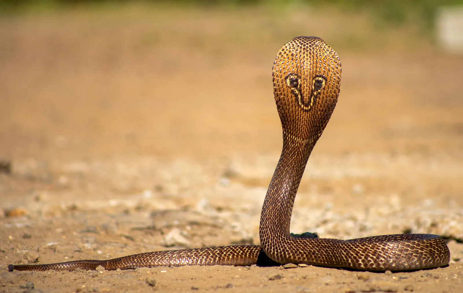 SPECTACLED COBRA